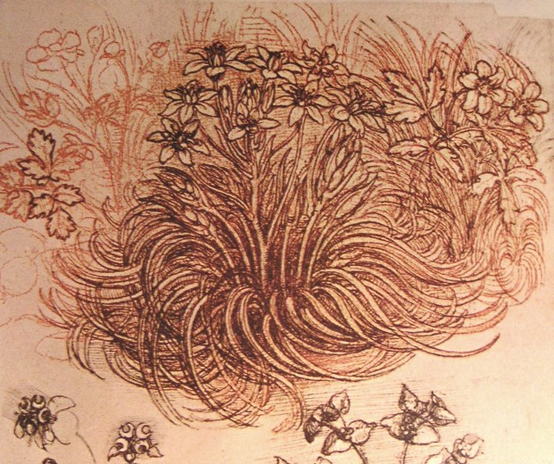 Leonardo da Vinci's detailed drawing of 'Star of Bethlehem' (Ornithogalum umbellatum), showcasing his contributions to botanical studies.